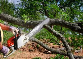 How Our Tree Care Process Works  in  Sands Point, NY