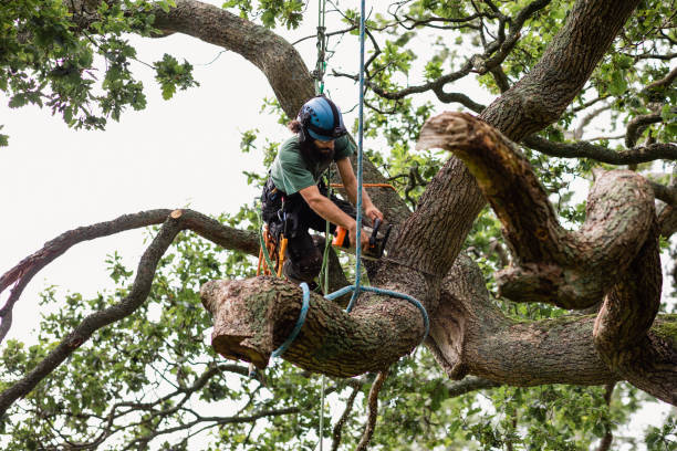 Reliable Sands Point, NY Tree Removal Services Solutions