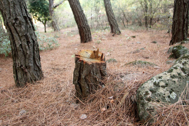 Best Residential Tree Removal  in Sands Point, NY