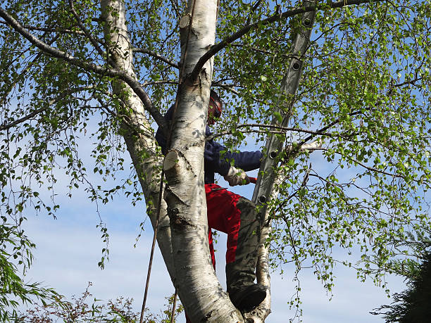 Lawn Pest Prevention in Sands Point, NY